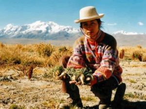 Câmp de maca peruviană! Fotografie împrumutată de pe organiccrops.net. 